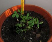 foto di Medicago sativa