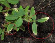 foto di Foglie di Medicago sativa