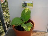 foto di Nicotiana tabacum