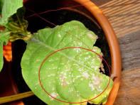 foto di Foglia di Nicotiana tabacum