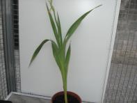 foto di Gladiolus gandavensis