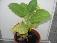 foto di Nicotiana tabacum
