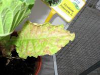 foto di Foglia di Nicotiana tabacum
