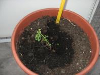 foto di Medicago sativa