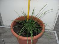 foto di Lolium perenne