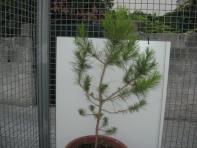 foto di Pinus pinea