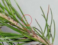 foto di Foglie di Pinus pinea