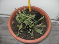 foto di Taraxacum officinale