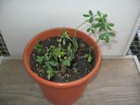 foto di Medicago sativa