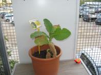 foto di Nicotiana tabacum
