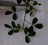 foto di Foglie di Medicago sativa