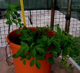 foto di Medicago sativa