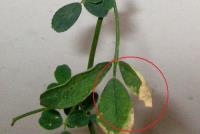 foto di Foglia di Medicago sativa