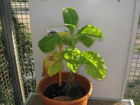 foto di Nicotiana tabacum