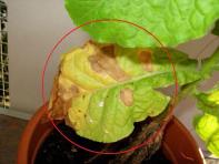 foto di Foglia di Nicotiana tabacum