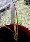 foto di Gladiolus gandavensis