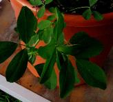 foto di Foglie di Medicago sativa