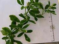 foto di Foglie di Medicago sativa