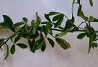 foto di Foglie di Medicago sativa