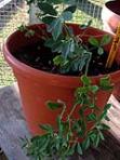foto di Medicago sativa