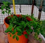 foto di Medicago sativa