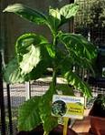 foto di Nicotiana tabacum, cv.Bel W3