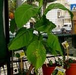 foto di Nicotiana tabacum, cv.Bel W3