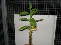 foto di Nicotiana tabacum