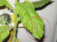 foto di Foglia di Nicotiana tabacum