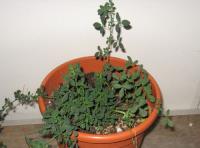 foto di Medicago sativa