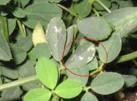 foto di Foglia di Medicago sativa