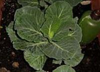 foto di Brassica oleracea