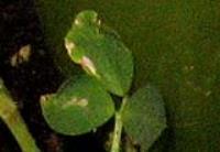 foto di Foglie di Medicago sativa