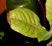 foto di Foglia di Nicotiana tabacum