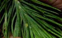 foto di Foglie di Pinus 