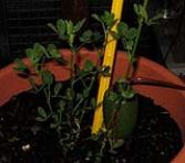 foto di Medicago sativa
