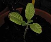 foto di Nicotiana tabacum, cv.BelW3