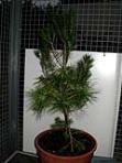foto di Pinus pinea