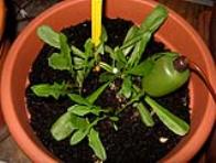 foto di Taraxacum officinale