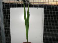 foto di Gladiolus gandavensis