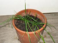 foto di Lolium perenne