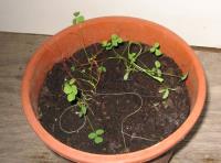 foto di Medicago sativa