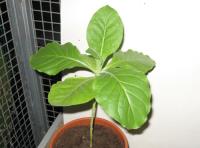 foto di Nicotiana tabacum