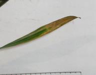 foto di Foglia di Gladiolus gandavensis
