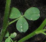 foto di Foglie di Medicago sativa