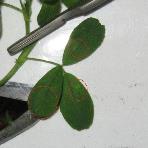 foto di Foglie di Medicago sativa