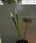 foto di Gladiolus gandavensis