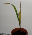 foto di Gladiolus gandavensis