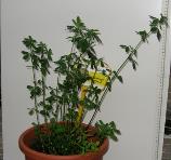 foto di Medicago sativa