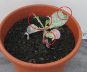 foto di Brassica oleracea